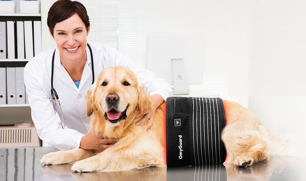 Red Light Therapy for Animals: A Comprehensive Guide to Healing, Pain Relief, and Enhanced Wellness